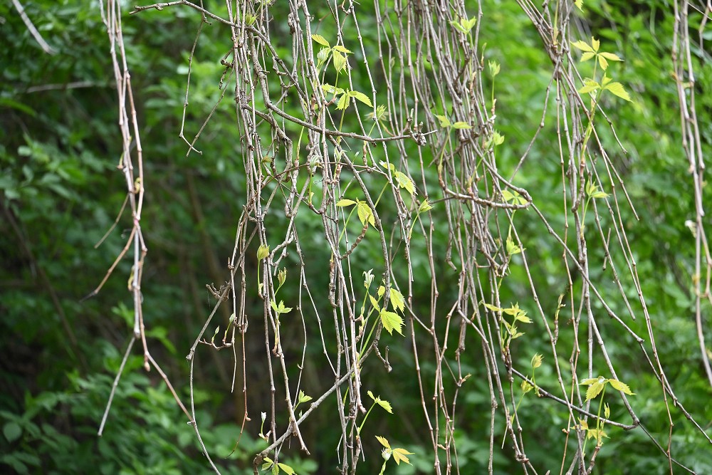 img00073.jpg