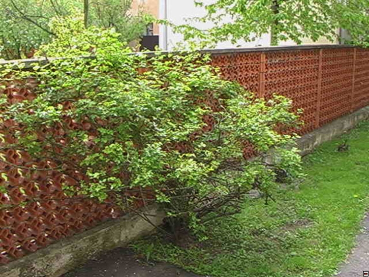 img00011.jpg