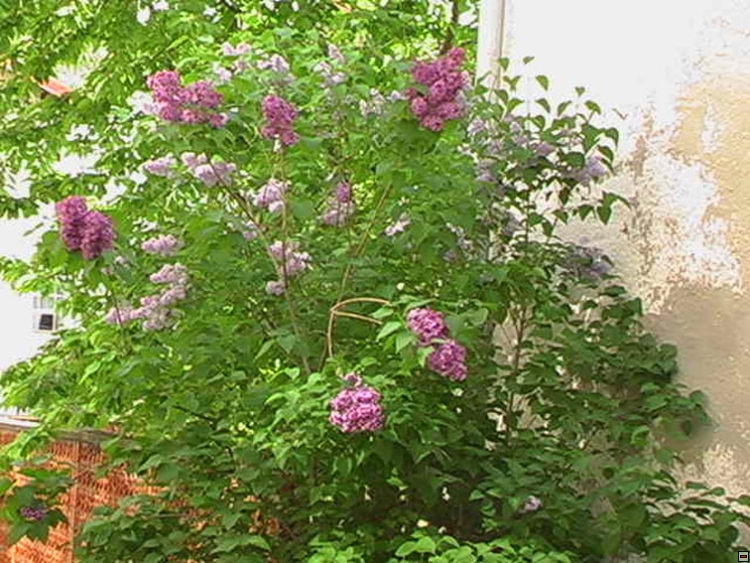 img00012.jpg