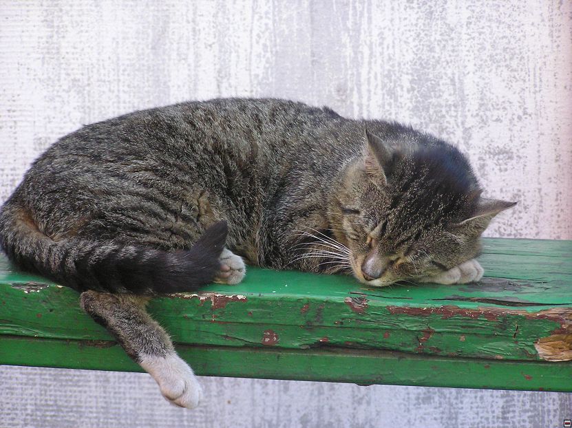 img00050.jpg