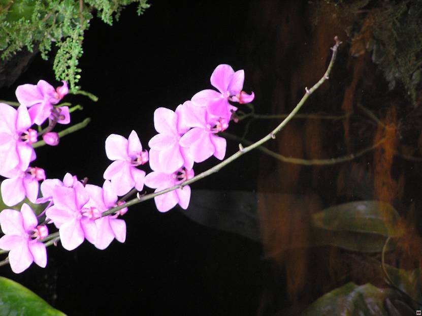 img00039.jpg