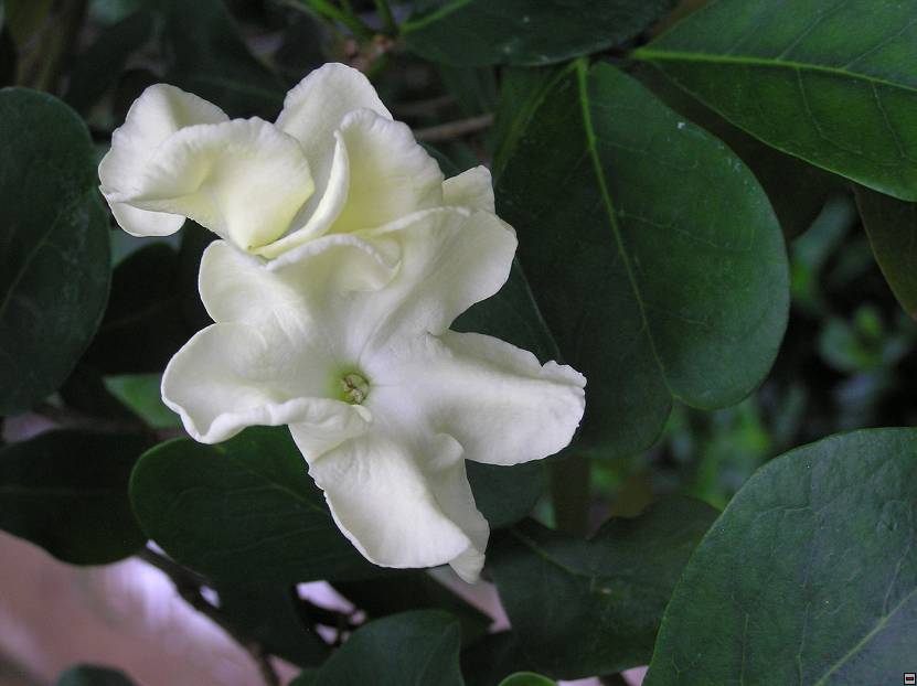 img00048.jpg