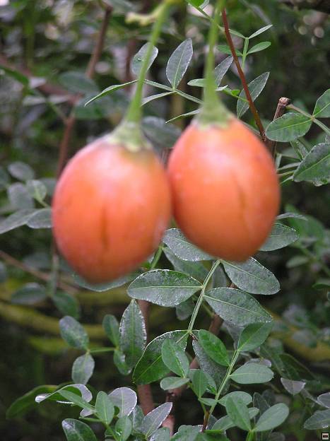 img00055.jpg