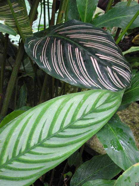 img00079.jpg