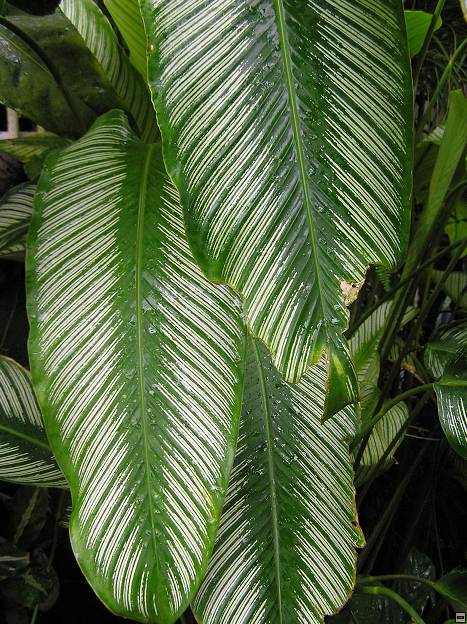 img00081.jpg