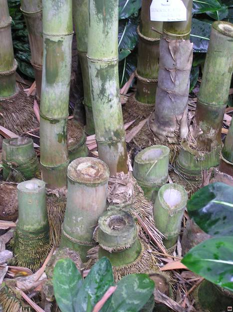 img00087.jpg