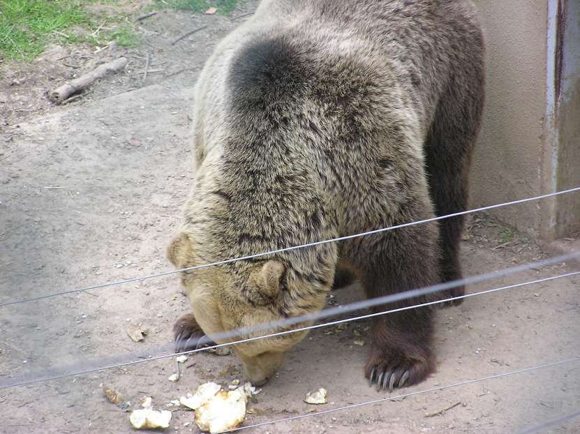 img00064.jpg