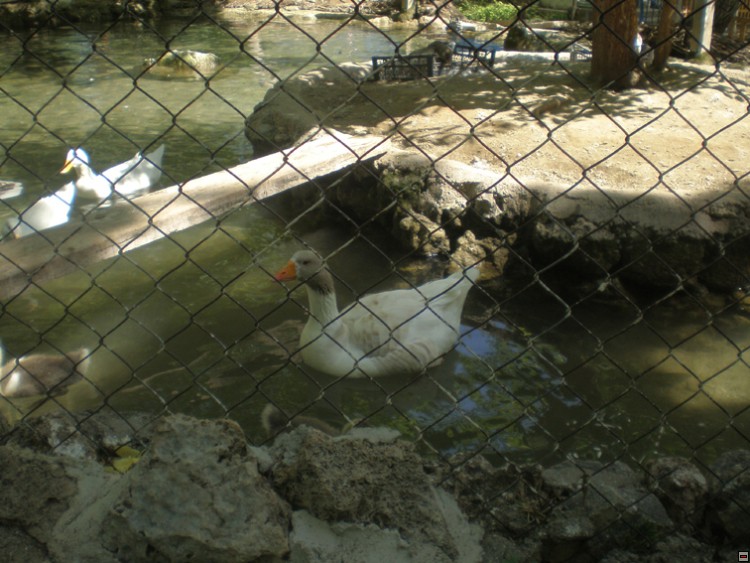 img00268.jpg