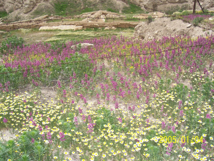 img00131.jpg